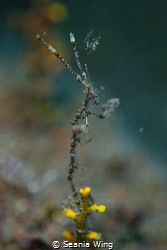Skeleton shrimp by Seania Wing 